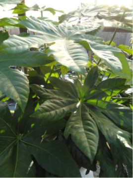 Fatsia japonica / Aralia japonica