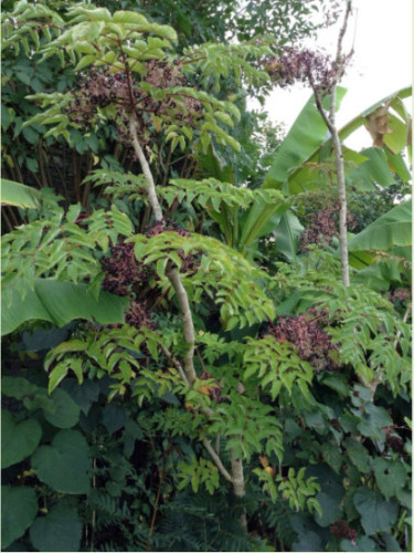 Aralia elata / Angelique en arbre