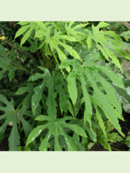 Fatsia polycarpa 'Green finger' / Fatsia de Taiwan