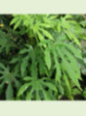 Fatsia polycarpa 'Green finger' / Fatsia de Taiwan