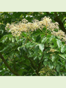 Tetradium daniellii / Euodia /Arbre à miel