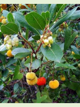 Arbutus unedo / Arbousier / Arbre aux fraises