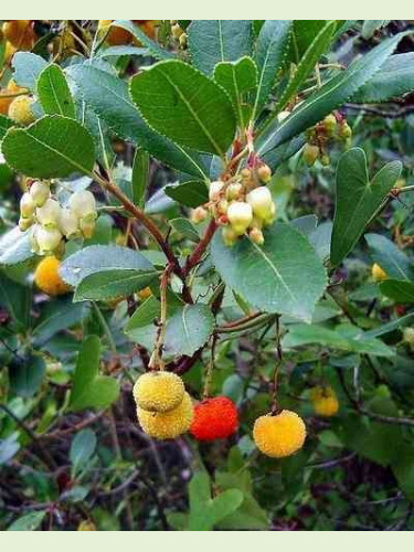 Arbutus unedo / Arbousier / Arbre aux fraises