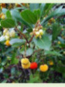 Arbutus unedo / Arbousier / Arbre aux fraises