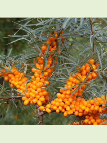 Hippophae rhamnoides 'Eva' / Argousier femelle