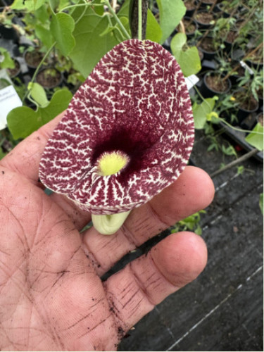 Aristolochia elegans