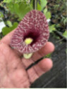 Aristolochia elegans