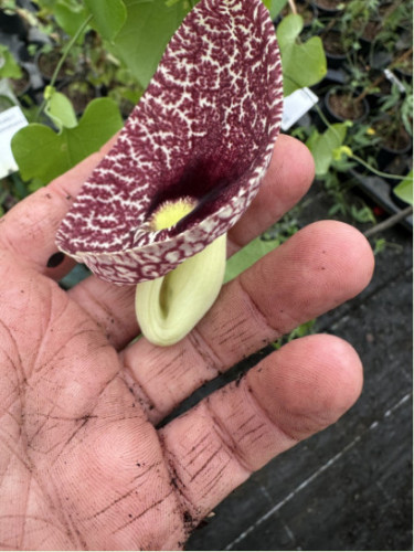 Aristolochia elegans