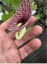 Aristolochia elegans