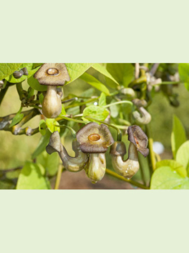 Aristolochia macrophylla (durior) / Aristoloche siphon