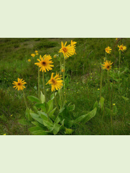 Arnica montana / Arnica des montagnes