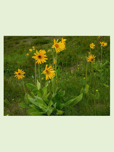 Arnica montana / Arnica des montagnes