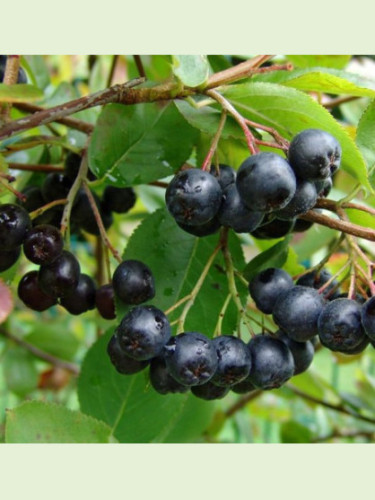 Aronia melanocarpa 'Hugin' / Aronie