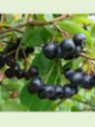 Aronia melanocarpa 'Hugin' / Aronie