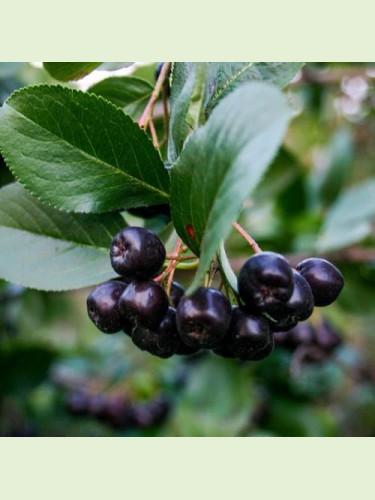 Aronia mitschurinii / Aronie