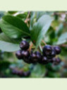 Aronia mitschurinii / Aronie