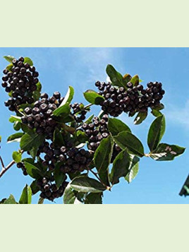 Aronia (x) prunifolia 'Nero' / Aronie