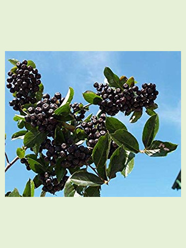 Aronia (x) prunifolia 'Nero' / Aronie