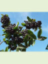 Aronia (x) prunifolia 'Nero' / Aronie