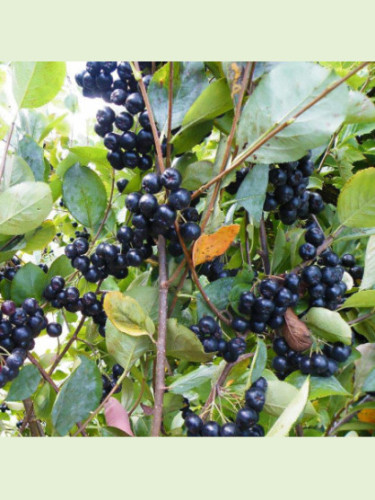 Aronia (x) prunifolia 'Viking' / Aronie