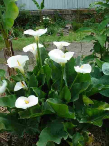 Zantedeschia aethiopica variété géante / Arum blanc