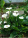 Zantedeschia aethiopica variété géante / Arum blanc