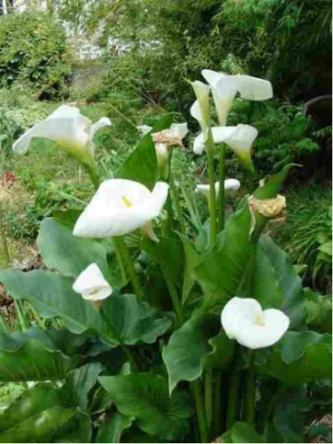 Zantedeschia aethiopica variété géante / Arum blanc