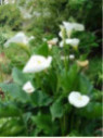 Zantedeschia aethiopica variété géante / Arum blanc