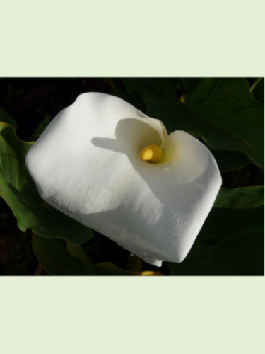 Zantedeschia aethiopica variété géante / Arum blanc