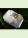 Zantedeschia aethiopica variété géante / Arum blanc