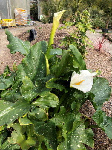 Zantedeschia aethiopica 'Himalaya' / Arum géant d'Ethiopie