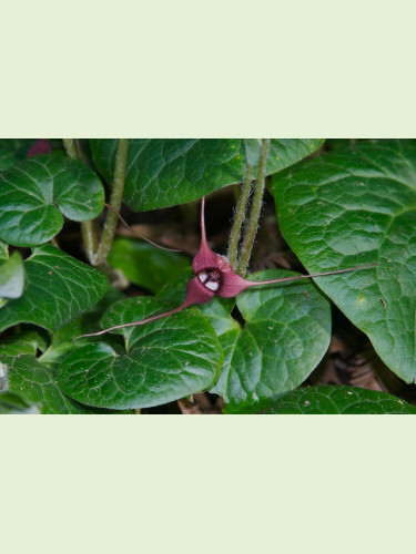 Asarum maximum 'Ling Ling' / Asaret