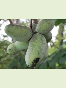 Asimina triloba 'Kentucky champion®' / Asiminier / Paw Paw