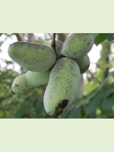 Asimina triloba 'Kentucky champion®' / Asiminier / Paw Paw