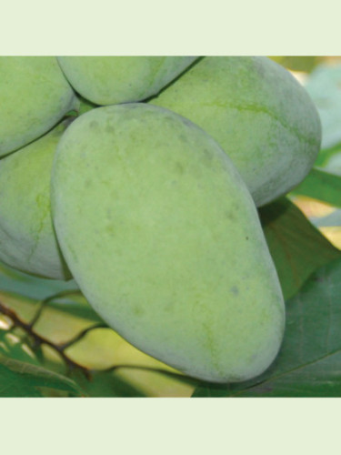 Asimina triloba 'Maria's Joy' / Asiminier / Paw Paw