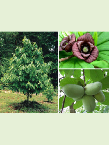 Asimina triloba 'Prima'1216 / Asiminier (autofertile) / Paw Paw