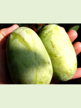 Asimina triloba 'Mango' / Asiminier / Paw Paw