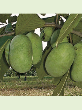 Asimina triloba 'Shenandoah' / Asiminier / Paw Paw