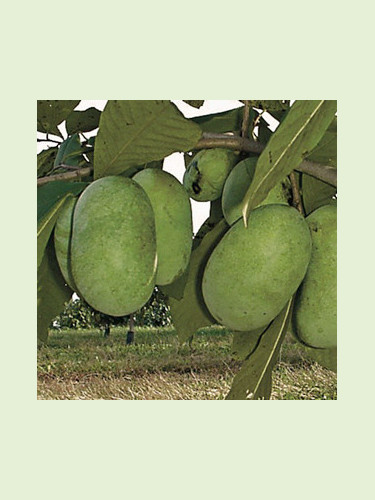 Asimina triloba 'Shenandoah' / Asiminier / Paw Paw