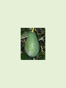 Persea americana var. ’Fuerte' / Avocatier