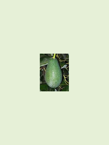 Persea americana var. ’Fuerte' / Avocatier