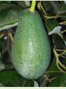 Persea americana var. ’Fuerte' / Avocatier