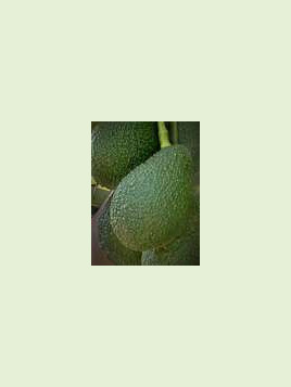 Persea americana var. ’Hass' / Avocatier