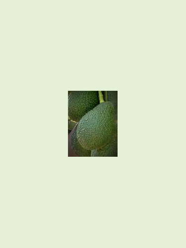 Persea americana var. ’Hass' / Avocatier