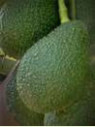 Persea americana var. ’Hass' / Avocatier