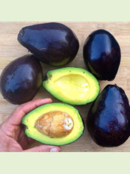 Persea americana var. ’mexicola' / Avocatier de semi (mexicain)