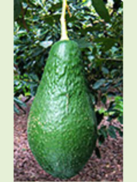 Persea americana var. ’Pinkerton' / Avocatier