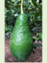 Persea americana var. ’Pinkerton' / Avocatier