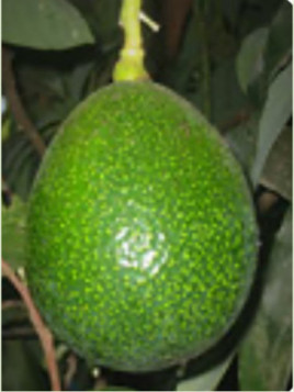 Persea americana 'Reed' / Avocatier 'reed'