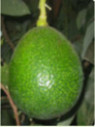 Persea americana 'Reed' / Avocatier 'reed'